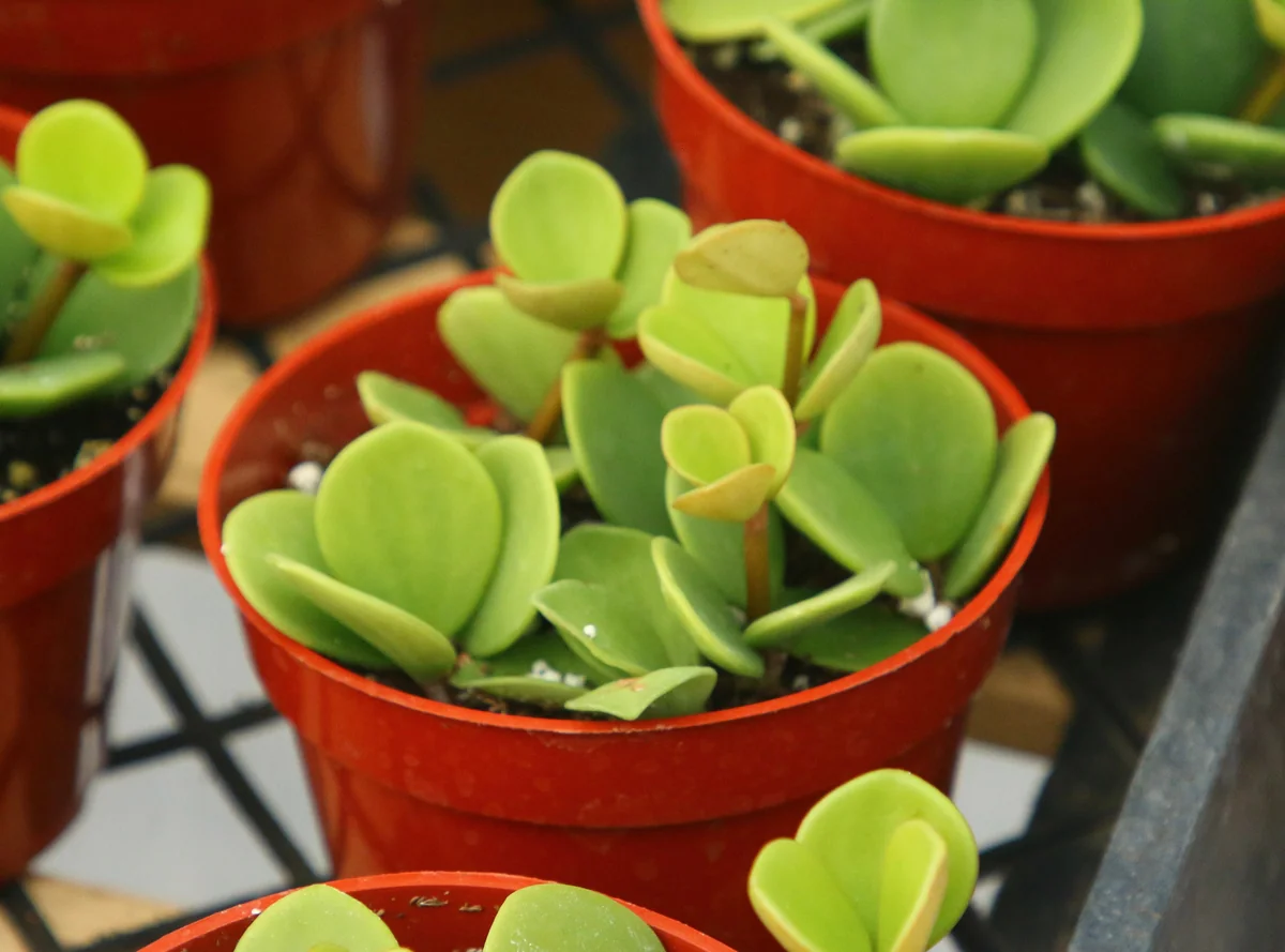 Peperomia Hope Live Plant – Trailing Indoor Plant – 4 inch Pot - Image 5