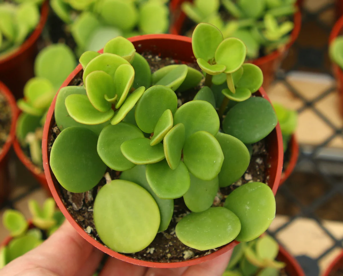 Peperomia Hope Live Plant – Trailing Indoor Plant – 4 inch Pot - Image 6