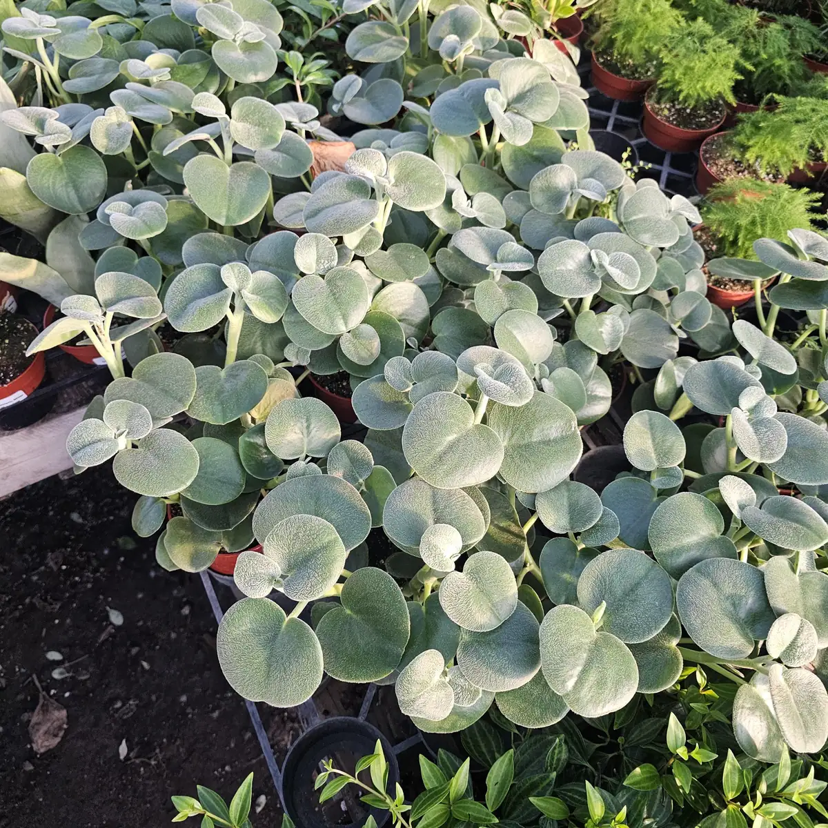 Peperomia Incana Felted Pepperface Live Plant - Soft Velvet Leaves - 4in Pot - Indoor Houseplant - Image 3