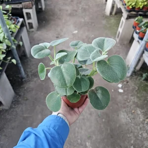 Peperomia Incana Felted Pepperface Live Plant - Soft Velvet Leaves - 4in Pot - Indoor Houseplant - Image 1