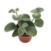 Peperomia Incana Live Plant – Fuzzy Succulent – 4 Inch Pot – Indoor Houseplant - Image 1