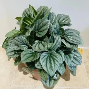 Peperomia Moonlight Live Plant - Compact Indoor Houseplant Starter - Image 2