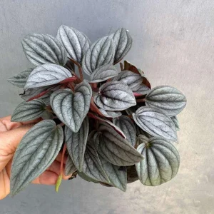 Peperomia Napoli Nights Live Plant - 4 inch Nursery Pot, Silver Green Foliage Indoor - Image 3