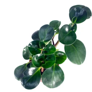 Peperomia Obtusifolia Live Plant – 4 inch Pot – Indoor Foliage Plant - Image 2