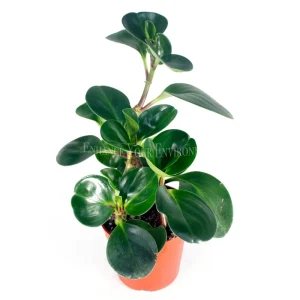 Peperomia Obtusifolia Live Plant – 4 inch Pot – Indoor Houseplant - Image 1