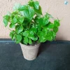 Peperomia Pellucida Live Plant - Rau Càng Cua - 3.5 inch Pot - Indoor/Outdoor - Image 1