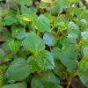 Peperomia Pellucida Seeds - Rau Càng Cua - Shining Bush-Crab Claw Herb Seeds - Image 1