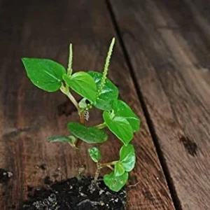 Peperomia Pellucida Seeds - Rau Càng Cua - Shining Bush-Crab Claw Herb Seeds - Image 3