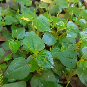 Peperomia Pellucida Seeds - Rau Càng Cua - Shining Bush-Crab Claw Herb Seeds - Image 1