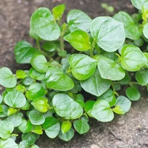 Peperomia Pellucida Seeds - Rau Càng Cua - Shining Bush-Crab Claw Herb Seeds - Image 5