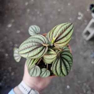 Peperomia Piccolo Banda Live Plant – Easy Care Houseplant – 2in or 4in Pot - Image 9