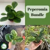 Peperomia Plant Bundle – Assorted Live Baby Rubber Plants – 2in Pots – Indoor - Image 1