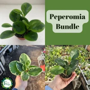 Peperomia Plant Bundle – Assorted Live Baby Rubber Plants – 2in Pots – Indoor - Image 1
