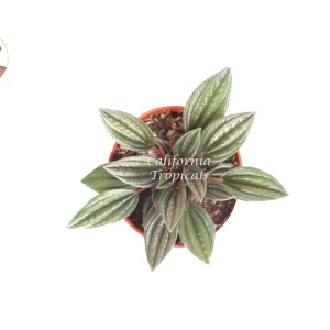 Peperomia Rosso Live Plant – 4 inch Potted Houseplant – Indoor Foliage - Image 2