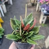 Peperomia Rosso Live Plant - Peperomia Caperata 'Rosso' - Easy Care Houseplant - 4in Pot - Image 1