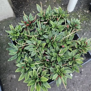 Peperomia Rosso Live Plant - Peperomia Caperata 'Rosso' - Easy Care Houseplant - 4in Pot - Image 2