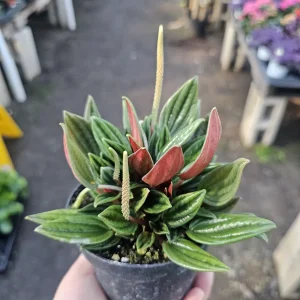 Peperomia Rosso Live Plant - Peperomia Caperata 'Rosso' - Easy Care Houseplant - 4in Pot - Image 1