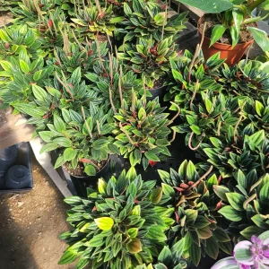 Peperomia Rosso Live Plant - Peperomia Caperata 'Rosso' - Easy Care Houseplant - 4in Pot - Image 4