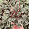 Peperomia Rosso Live Plant - Tropical Houseplant with Red Undersides, 2-4 inch Pot - Image 1