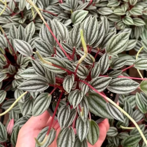 Peperomia Rosso Live Plant - Tropical Houseplant with Red Undersides, 2-4 inch Pot - Image 2