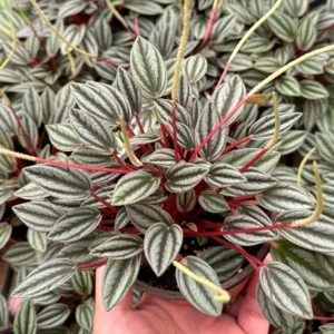 Peperomia Rosso Live Plant - Tropical Houseplant with Red Undersides, 2-4 inch Pot - Image 3