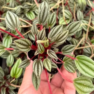 Peperomia Rosso Live Plant - Tropical Houseplant with Red Undersides, 2-4 inch Pot - Image 4