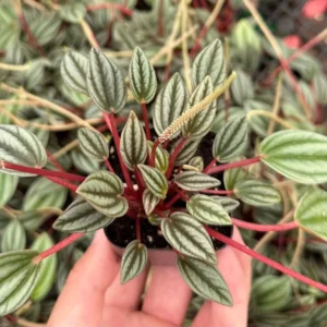 Peperomia Rosso Live Plant - Tropical Houseplant with Red Undersides, 2-4 inch Pot - Image 5
