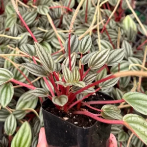 Peperomia Rosso Live Plant - Tropical Houseplant with Red Undersides, 2-4 inch Pot - Image 6