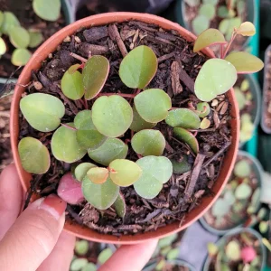 Peperomia 'Ruby Cascade' Live Plant – Trailing Succulent for Indoors - Image 2