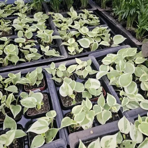 Peperomia Scandens Variegata Live Plant - Cupid Peperomia - 2in or 4in Pot - Indoor - Image 5