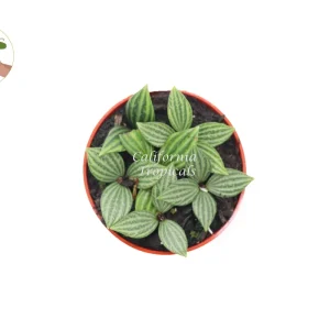 Peperomia Tetragona (Watermelon Stilt) Live Plant – 4 inch Pot – Indoor - Image 2