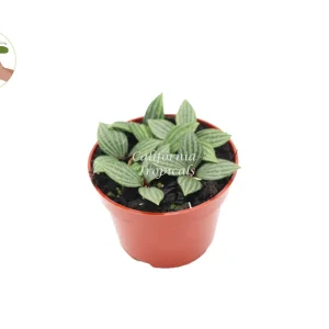 Peperomia Tetragona (Watermelon Stilt) Live Plant – 4 inch Pot – Indoor - Image 1