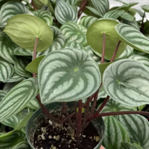 Peperomia Watermelon Live Houseplant - 4 inch Potted Indoor Plant - Image 2
