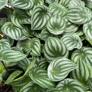 Peperomia Watermelon Live Houseplant - 4 inch Potted Indoor Plant - Image 3