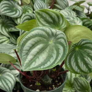 Peperomia Watermelon Live Houseplant - 4 inch Potted Indoor Plant - Image 1