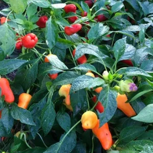 Pepper Sweet Pretty N Sweet Seeds - 100 Count Vegetable Seeds for Outdoor Gardening - Image 3