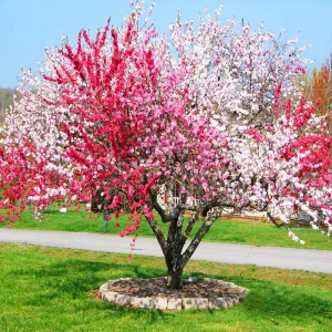 Peppermint Flowering Peach Tree - 3-4 Ft Tall - Live Plant - 3 Gal Pot - Image 1