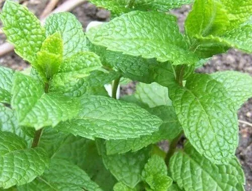 Peppermint Live Edible Aromatic Herb Plant – Chocolate Mint – Easy Care – 7 in - Image 3