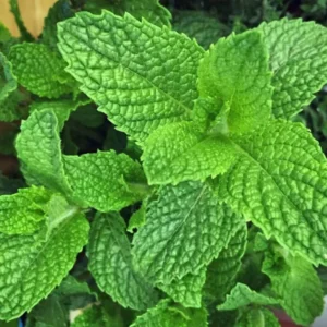 Peppermint Live Herb Plant – 5