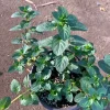 Peppermint Live Plant – Fragrant Culinary Herb – 3-inch Pot – 4-6 inches tall - Image 1