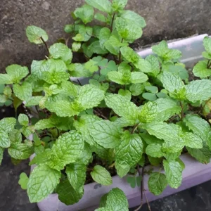 Peppermint Live Plant – Fresh Fragrant Mint Herb – 4 Inch Pot – Indoor/Outdoor - Image 3