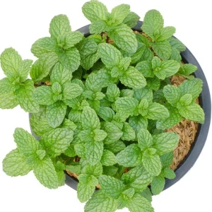 Peppermint Live Plant – Fresh Fragrant Mint Herb – 4 Inch Pot – Indoor/Outdoor - Image 6