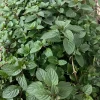 Peppermint Live Plant - Mentha x piperita - Aromatic Culinary Herb - Image 1