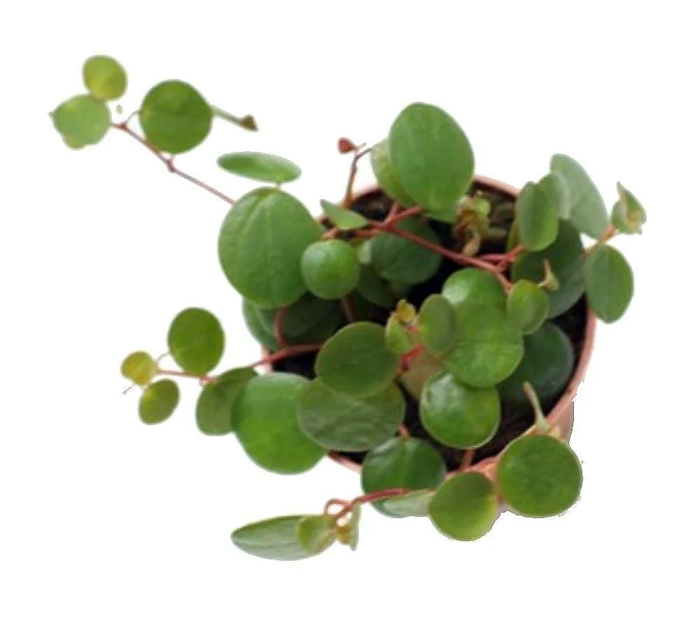 Pepperspot Peperomia Live Plant - Easy Houseplant, 2.5 inch Pot - Image 2