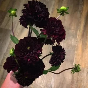 Perennial Dahlia Flower Seeds - 20 Pcs - Multicolor Blooms - Outdoor Garden - Image 3