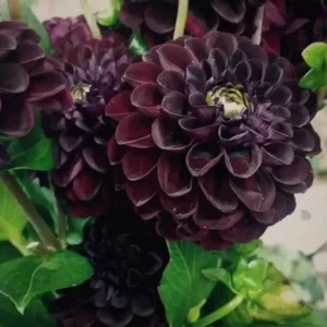 Perennial Dahlia Flower Seeds - 20 Pcs - Multicolor Blooms - Outdoor Garden - Image 1