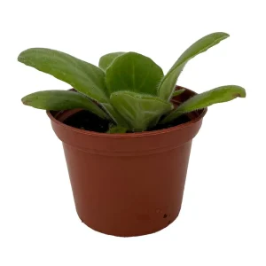 Periwinkle Blush Primulina Live Plant – Asian Violet Houseplant – 2.5" Pot - Image 1