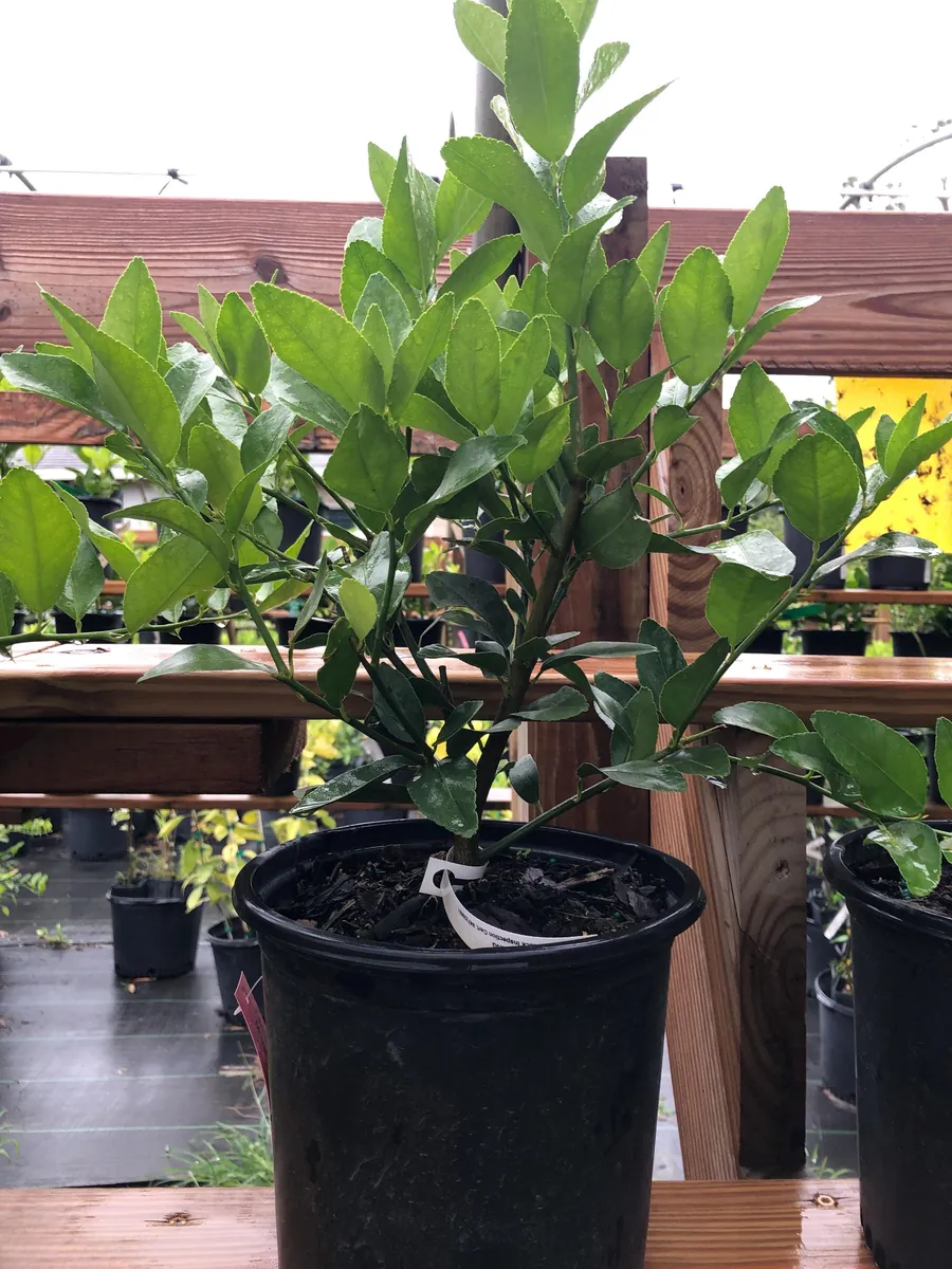 Persian Lime Bush Live Plant – 1 Gallon Pot – 1-2 Feet Tall – Fruit Tree - Image 3
