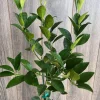 Persian Lime Tree Live Plant – 1/2 Gallon Pot – Citrus Latifolia – Indoor/Outdoor - Image 1