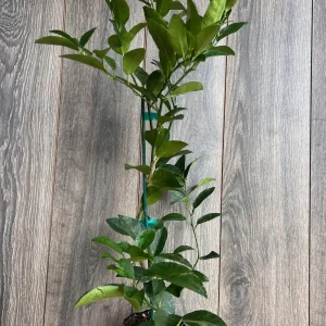 Persian Lime Tree Live Plant – 1/2 Gallon Pot – Citrus Latifolia – Indoor/Outdoor - Image 5